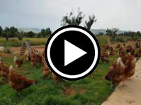 gallinas camperas