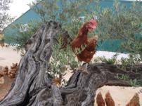 gallinas camperas