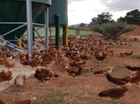 gallinas camperas
