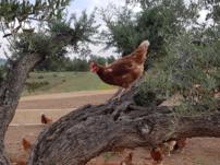 gallinas camperas