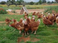 gallinas camperas