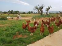 gallinas camperas